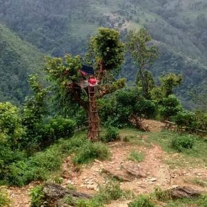 online-class-from-tree-photo_khotang